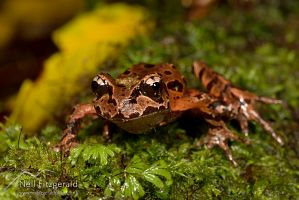 Archey's frog