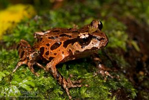 Archey's frog