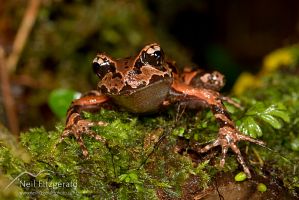 Archey's frog