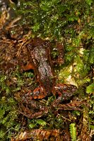 Archey's frog