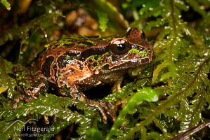 Archey's frog
