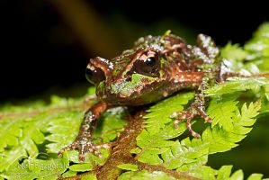 Archey's frog