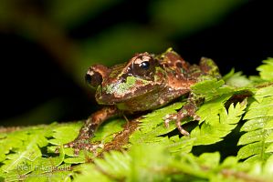 Archey's frog