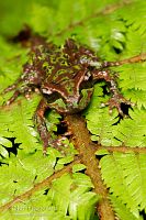Archey's frog
