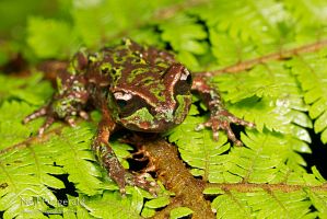 Archey's frog