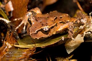 Archey's frog