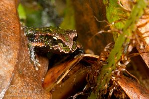 Archey's frog