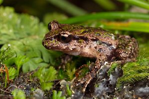 Archey's frog