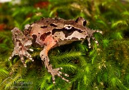 Frogs