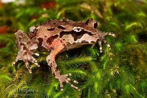 Archey's frog