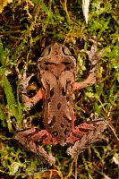 Archey's frog