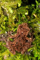 Archey's frog