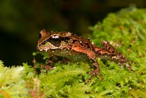 Archey's frog
