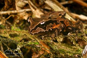 Archey's frog