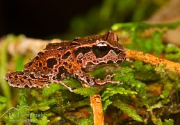 Archey's frog