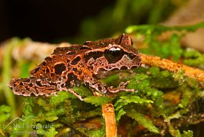 Archey's frog