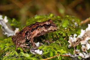 Archey's frog