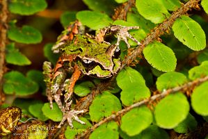 Archey's frog