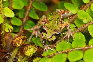 Archey's frog