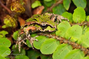 Archey's frog