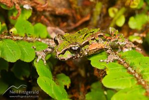 Archey's frog