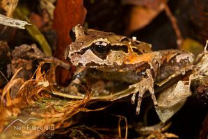 Archey's frog