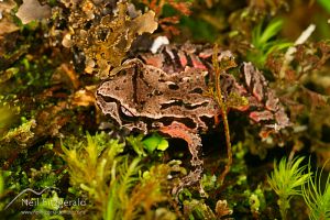 Archey's frog