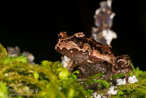 Archey's frog