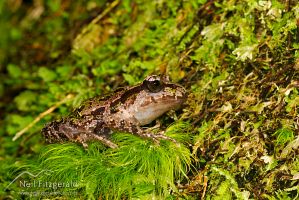 Archey's frog