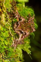 Archey's frog