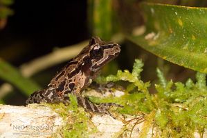 Archey's frog