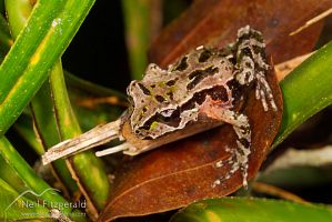 Archey's frog