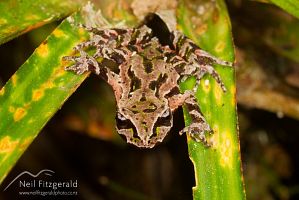Archey's frog