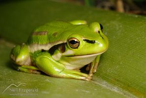 Green and golden bell frog