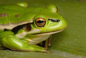 Green and golden bell frog