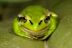 Green and golden bell frog