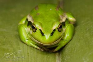 Green and golden bell frog