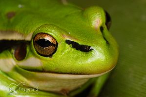 Green and golden bell frog