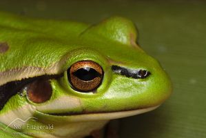 Green and golden bell frog