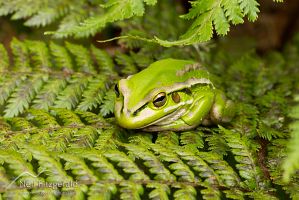 Green and golden bell frog
