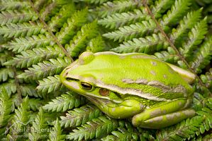 Green and golden bell frog