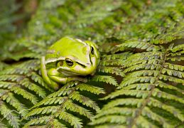 Green and golden bell frog