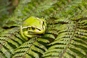 Green and golden bell frog