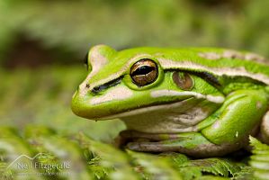 Green and golden bell frog