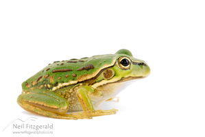 Golden bell frog