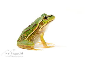 Golden bell frog