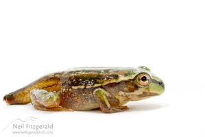 Ranoidea-aurea-24496