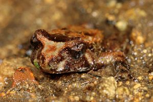 Hochstetter's frog