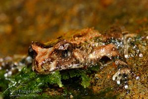 Hochstetter's frog