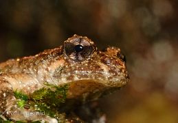 Hochstetter's frog
